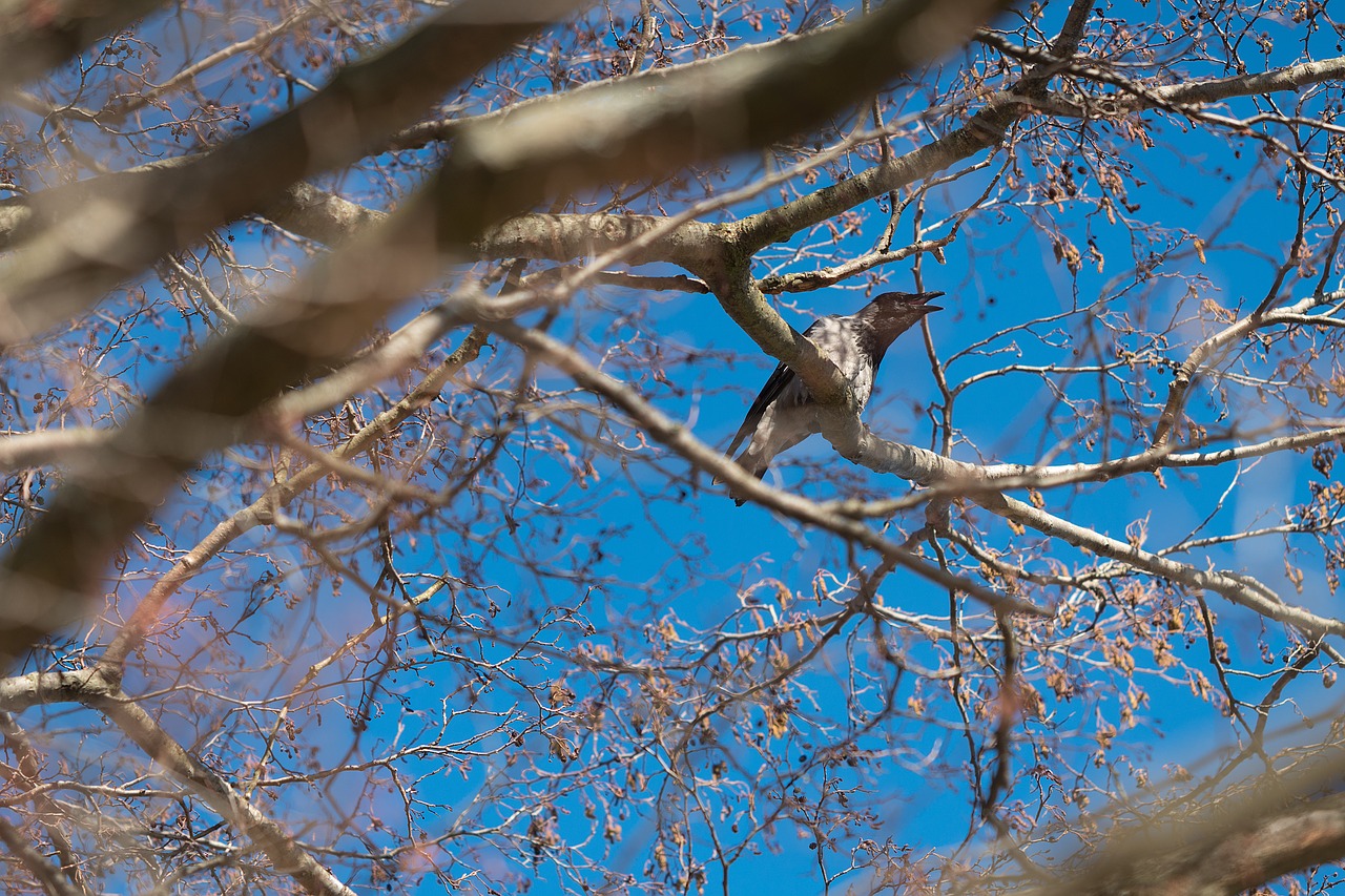 Image - crow tree bird black nature sky