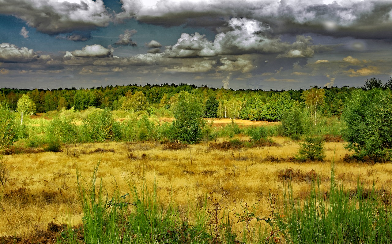 Image - heide drover heath nature heather