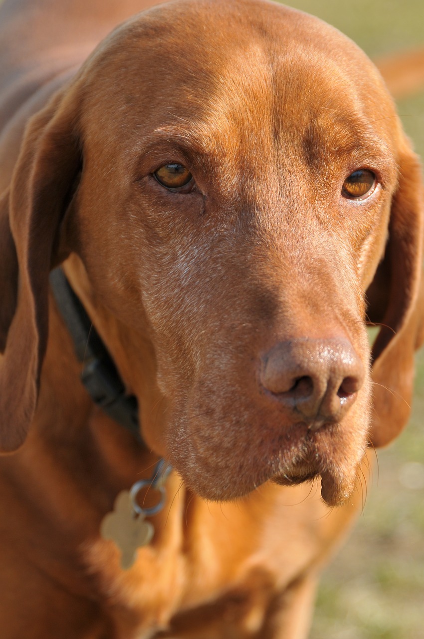 Image - dog pets hungarian hound