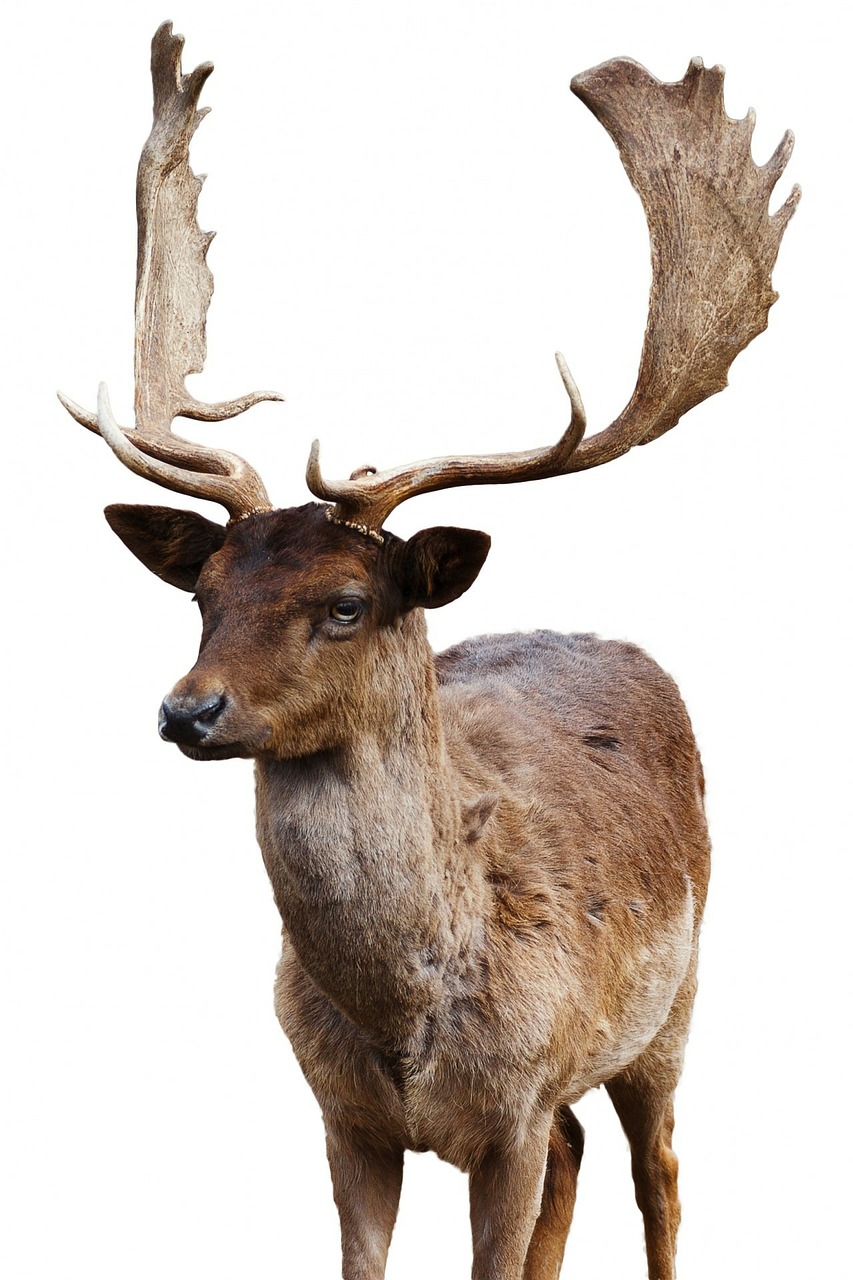 Image - animal isolated deer stag wild