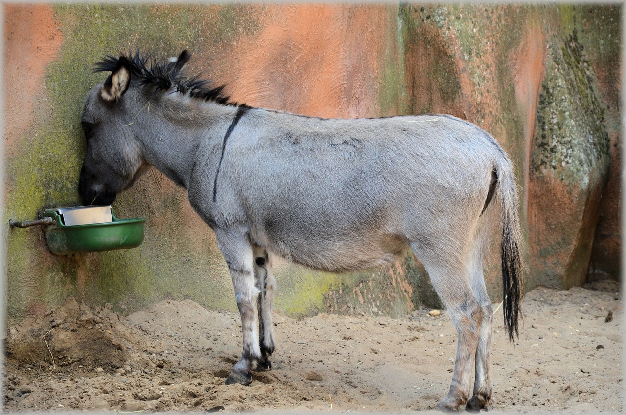 Image - donkey mule ass animal mammal