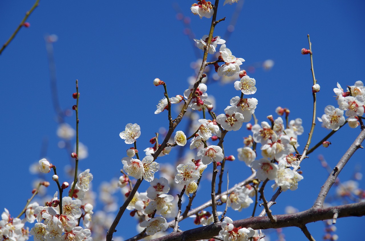 Image - flowers plum spring plum blossoms