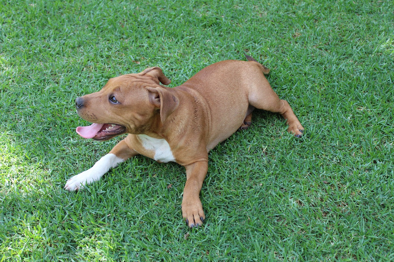 Image - puppy dog cute pet animal canine
