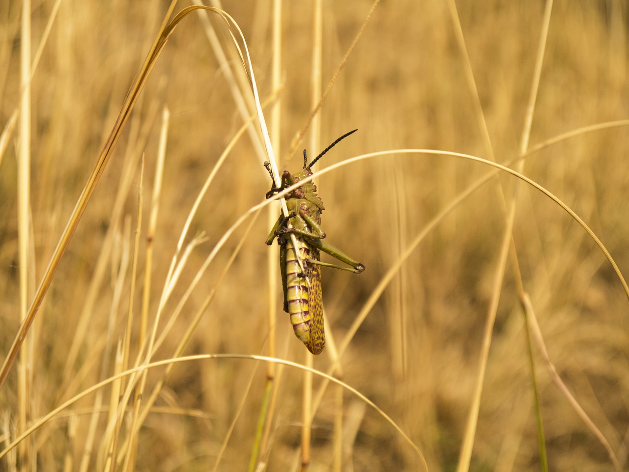 Image - locust insect grasshopper pest