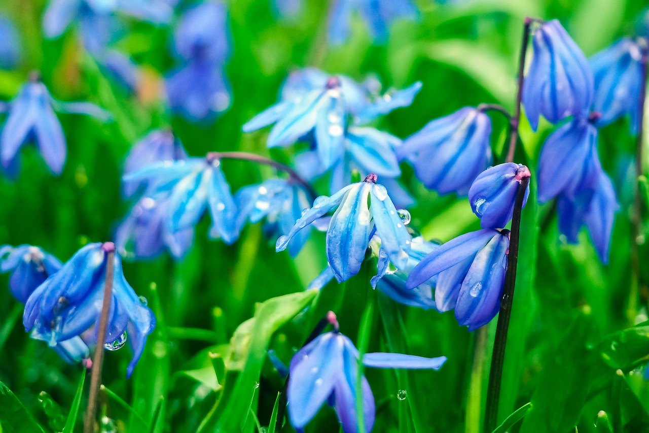 Image - bluebell flowers blue