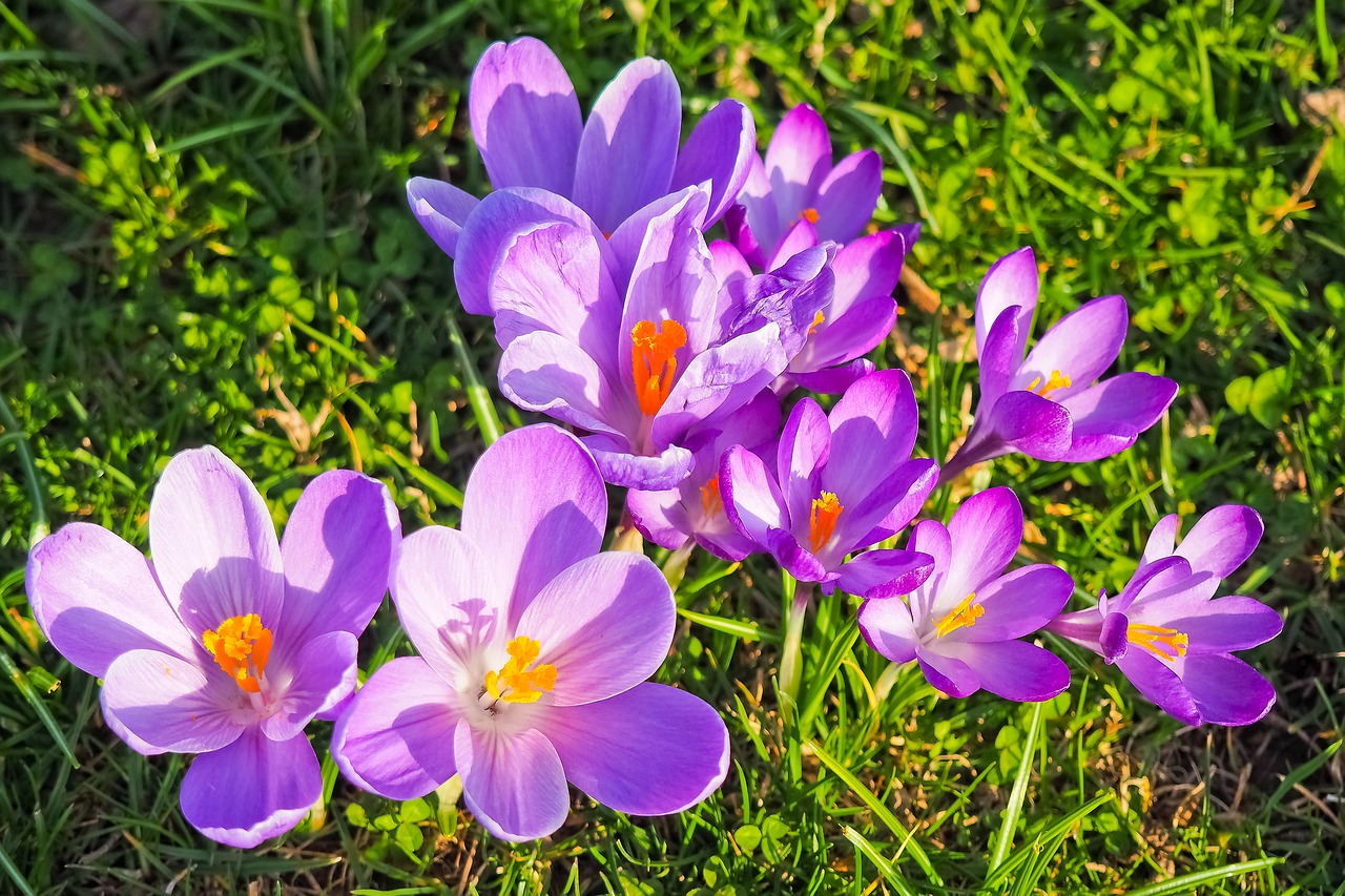 Image - crocus flower spring spring flower