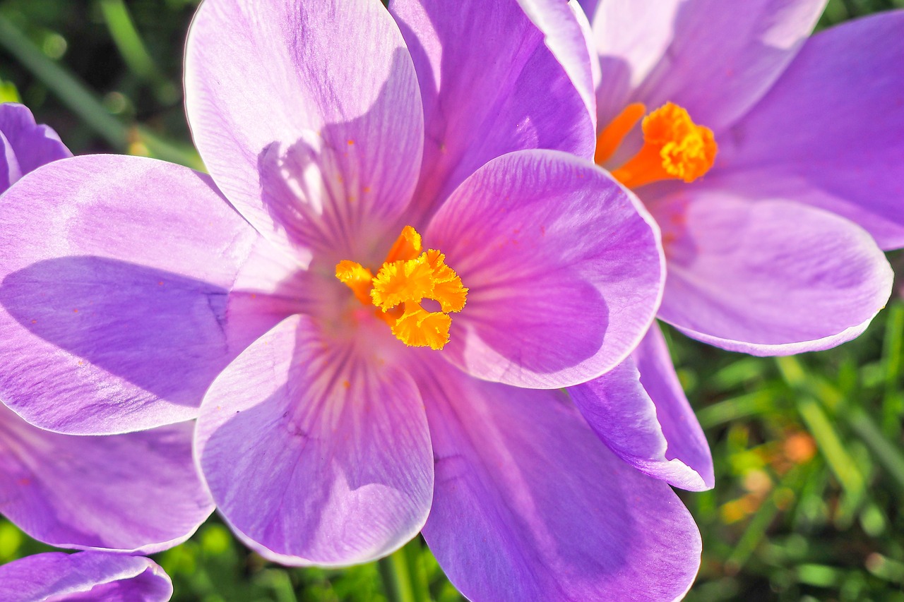 Image - crocus flower spring spring flower