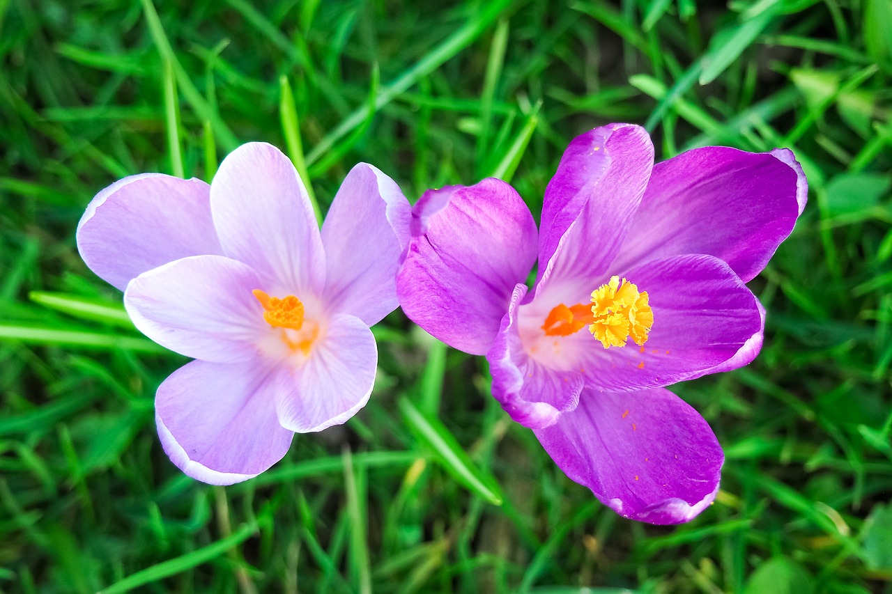 Image - crocus flower spring spring flower