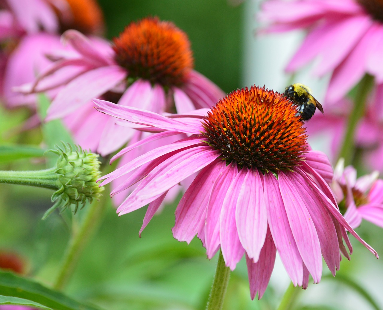 Image - coneflower bee pink flower flower