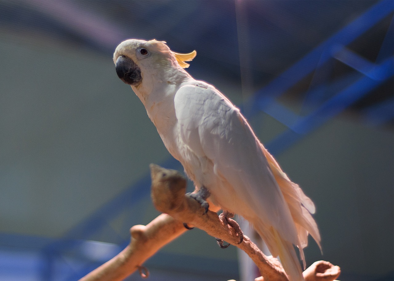 Image - parrot cockatoo bird zoo beasts