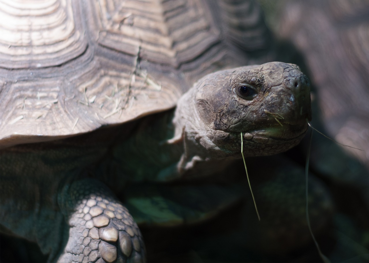 Image - tortoise grass shell zoo aquarium