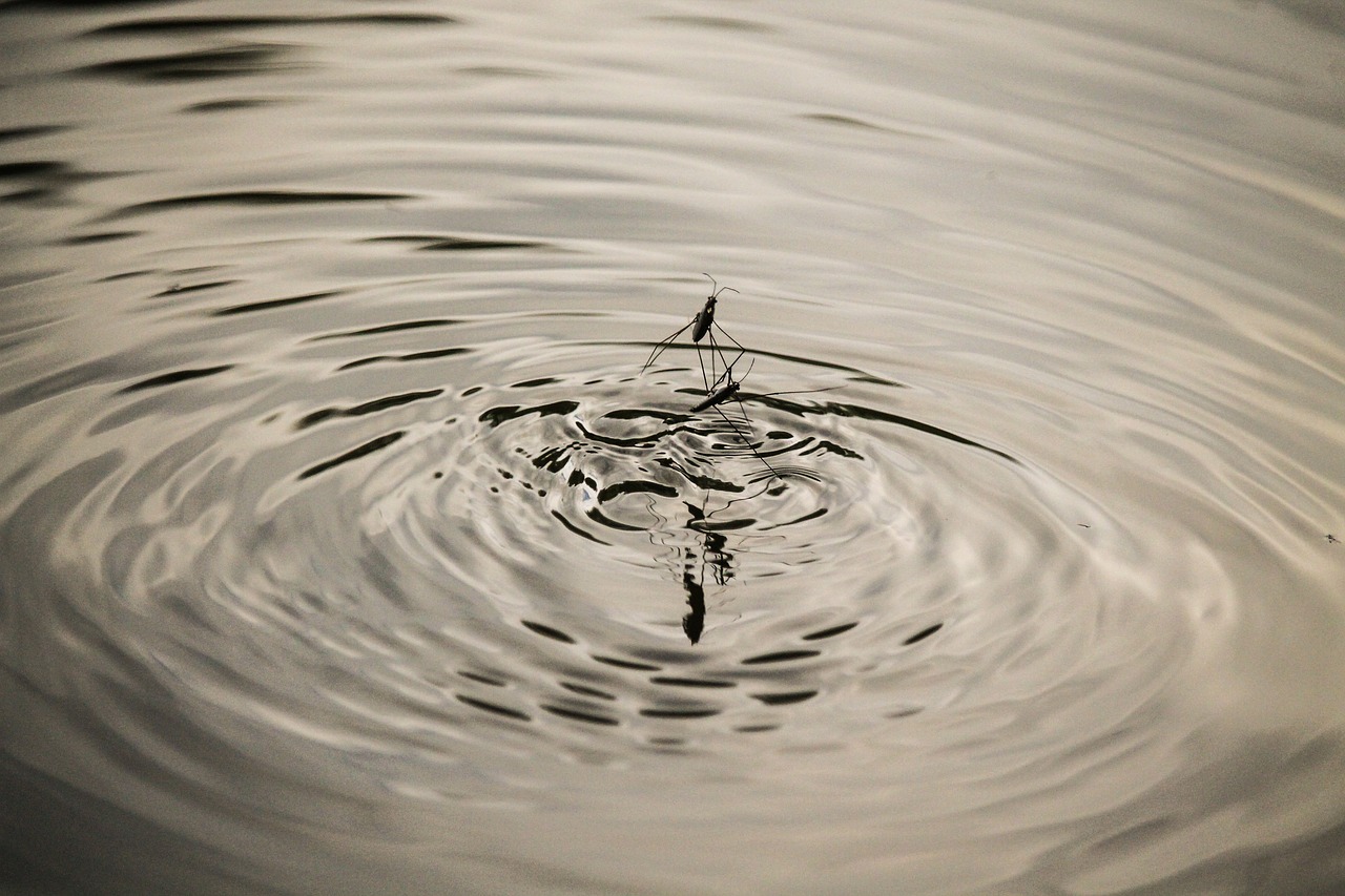 Image - pond water water flea water dance