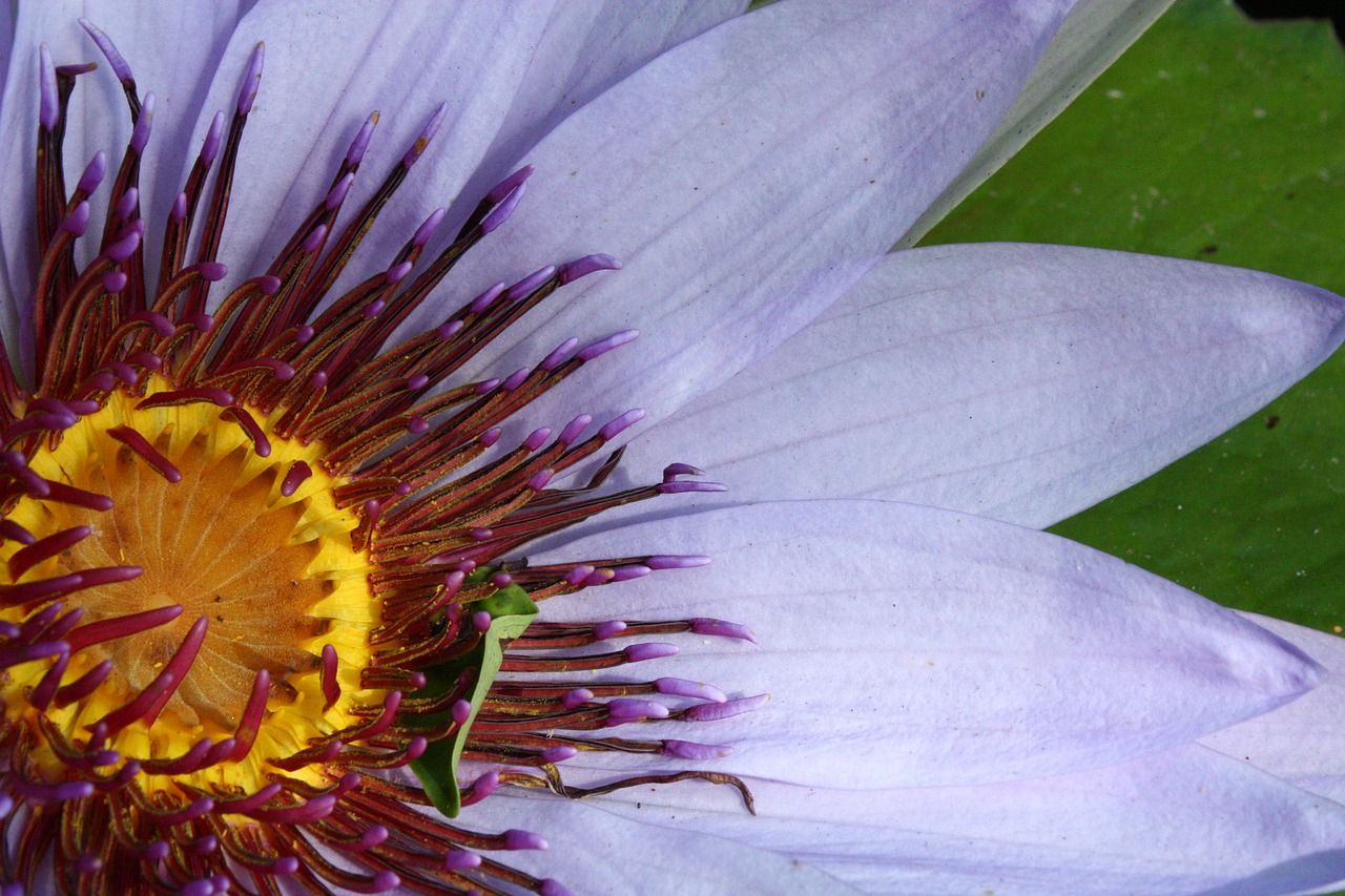Image - flower flower close up macro
