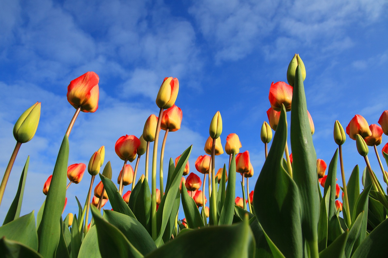 Image - tulips tulip field fields red