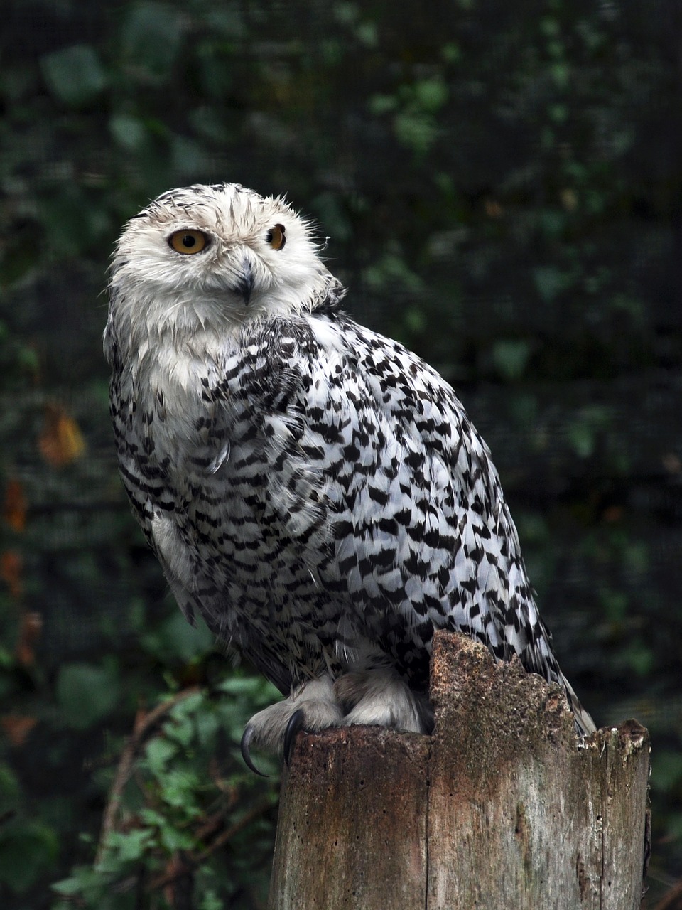 Image - bird pharaoh eagle owl owls