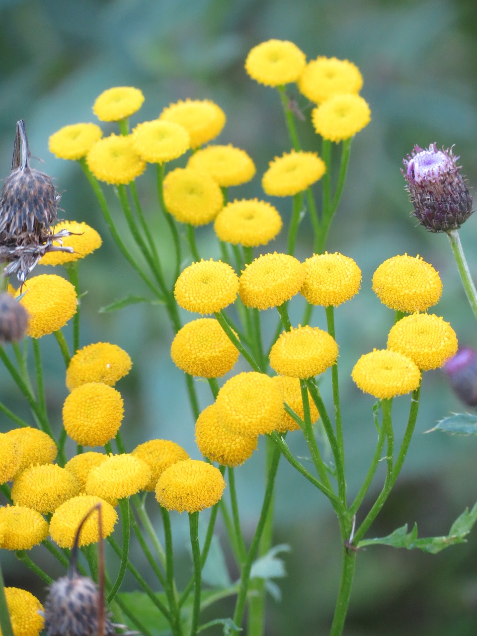 Image - tansy yellow flower summer