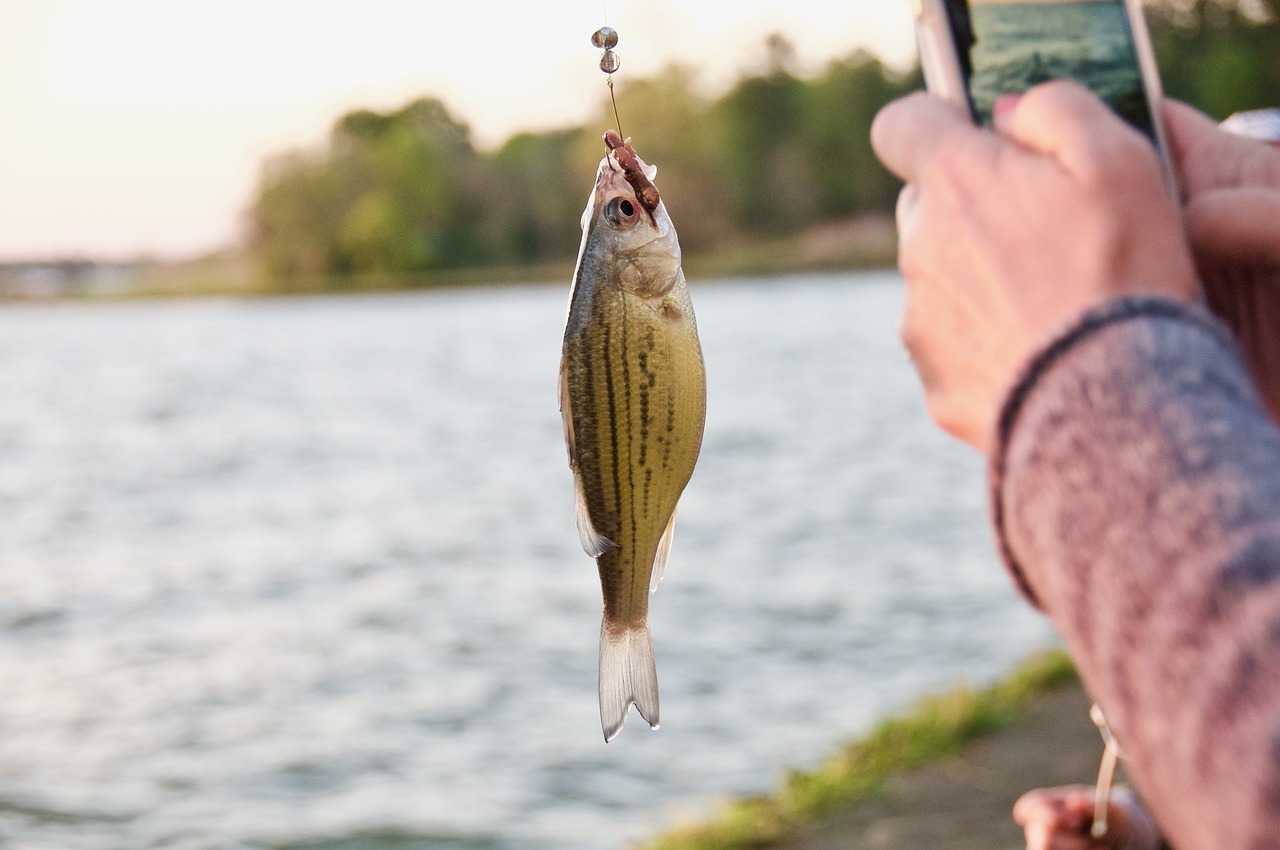 Image - fish food stomach lake camp sport