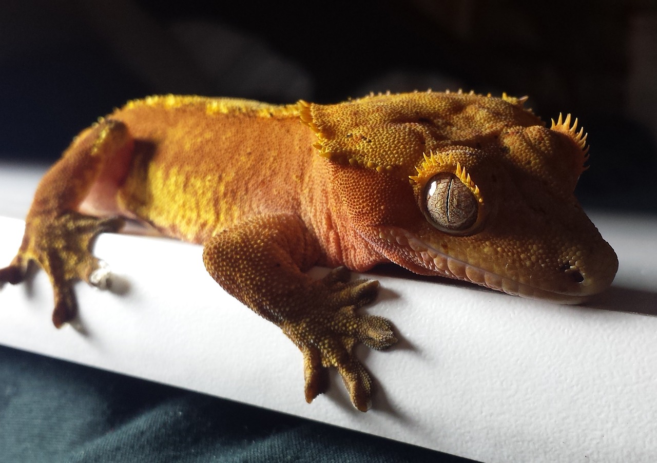 Image - gecko crested red orange lizard