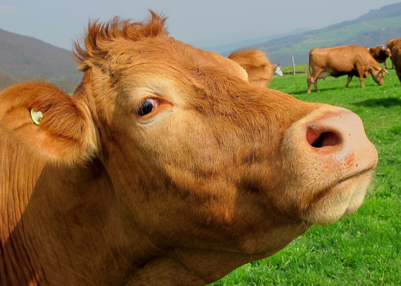 Image - brown cow mammal animal head