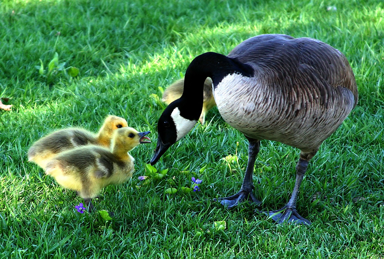 Image - canada goose mother s day fluffy