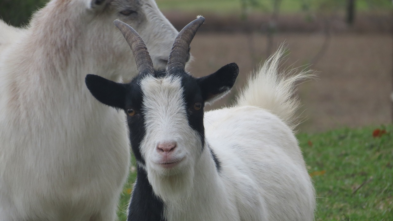 Image - goats farm countryside barnyard