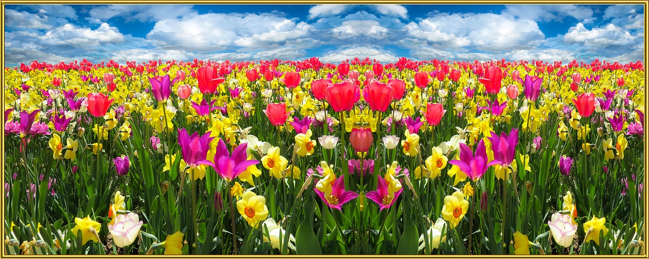 Image - spring nature flowers blossom