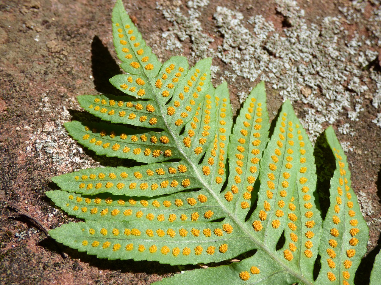 Image - fern spores esporangio falguera