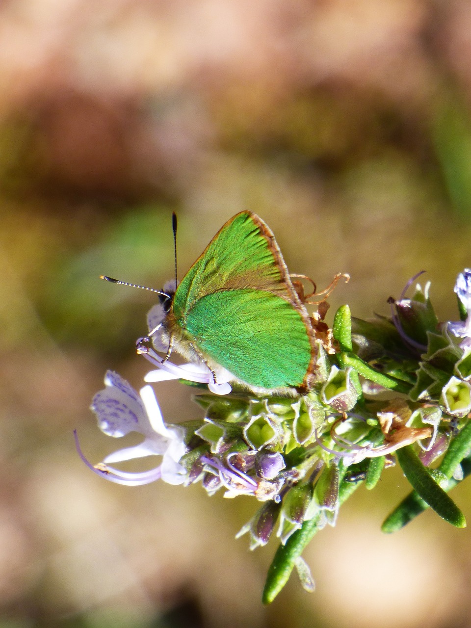 Image - cejialba callophrys rubi butterfly
