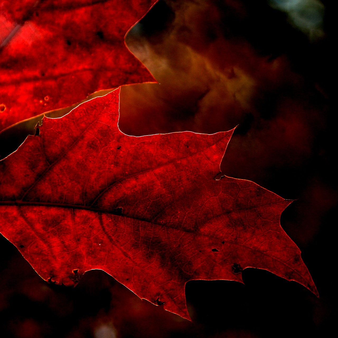 Image - leaf forest nature foliage red oak