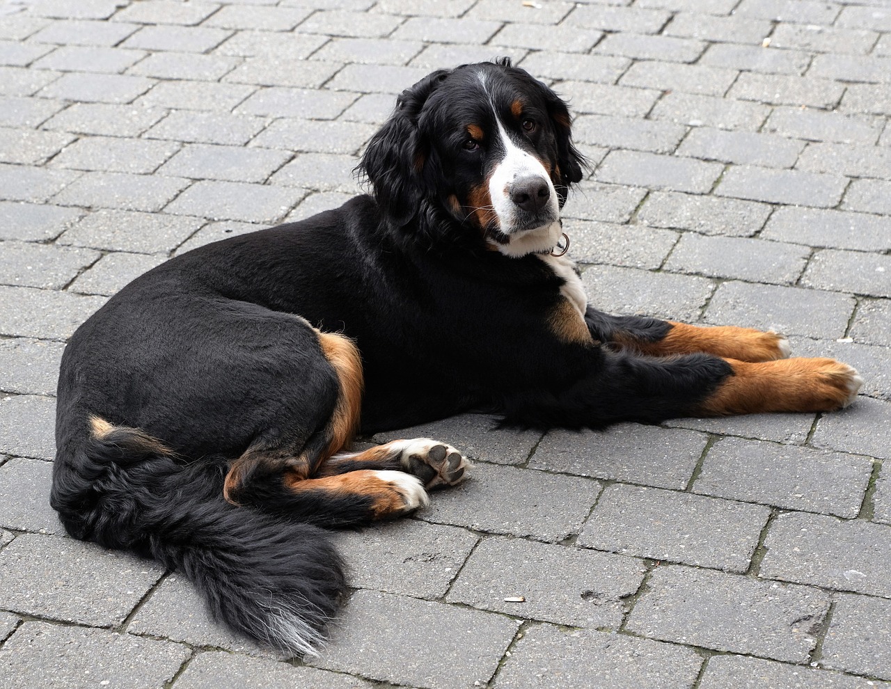 Image - dog animal black pet white patch