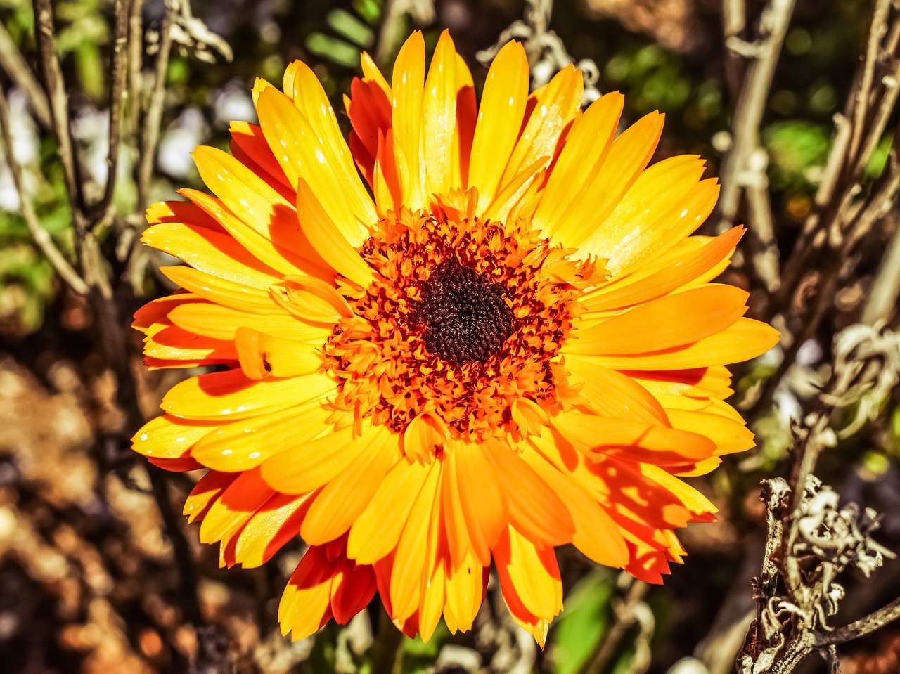 Image - calendula marigold flower blossom