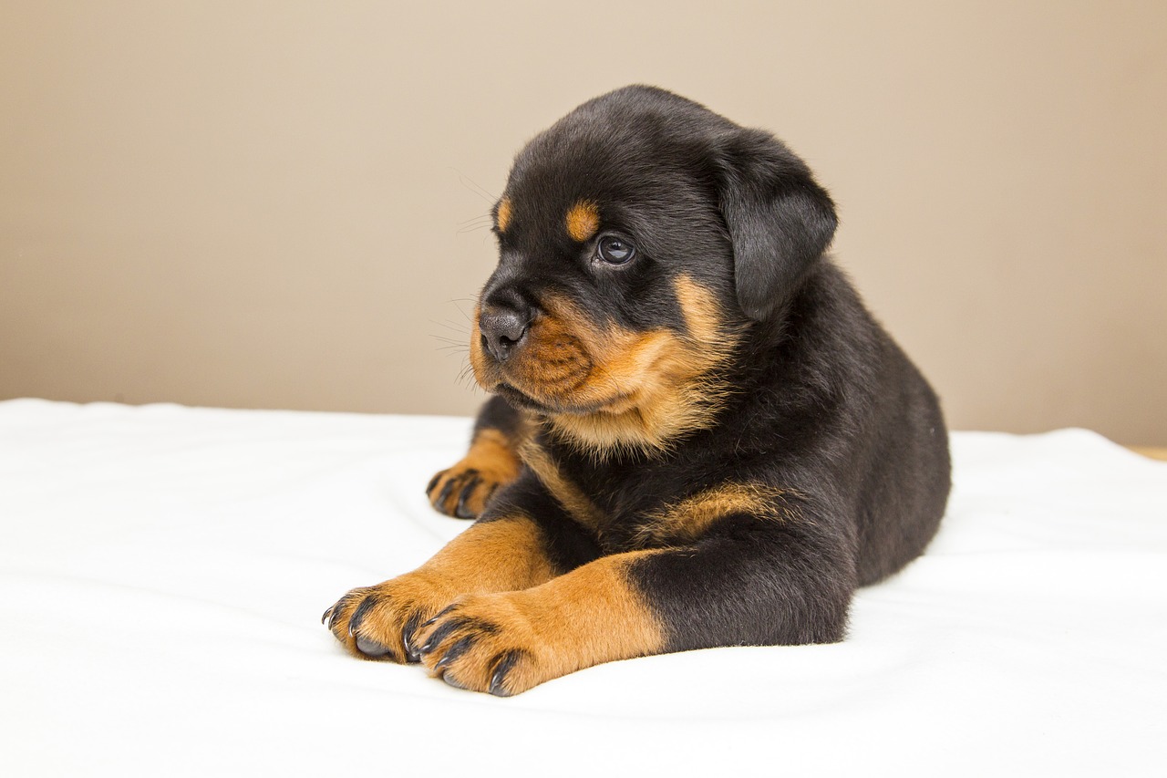 Image - rottweiler puppy sweet dog animals