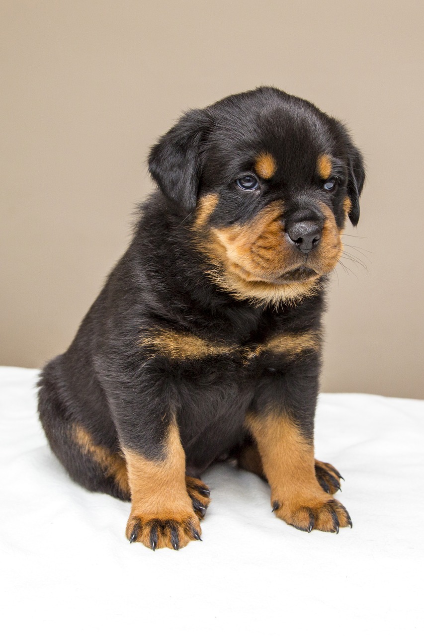 Image - rottweiler puppy sweet dog animals