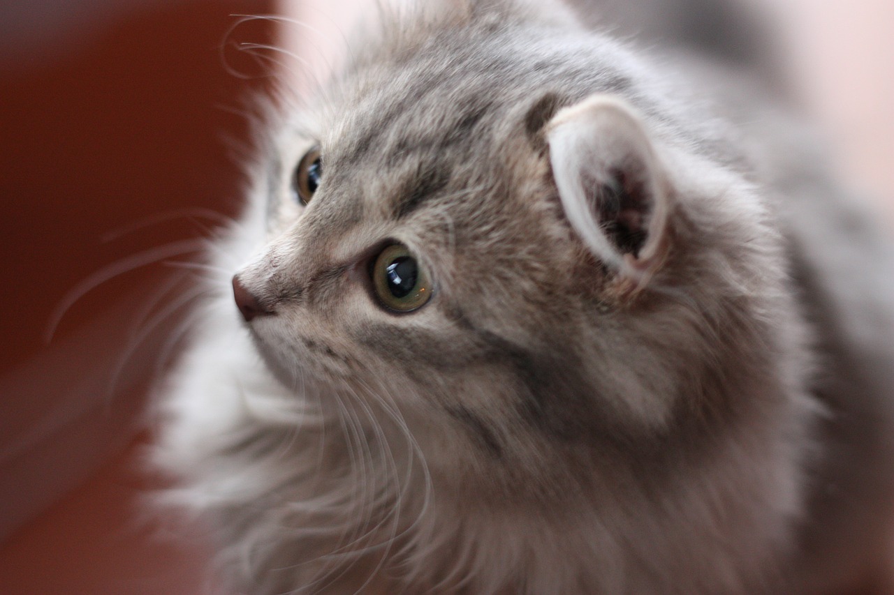 Image - cat grey cat snout