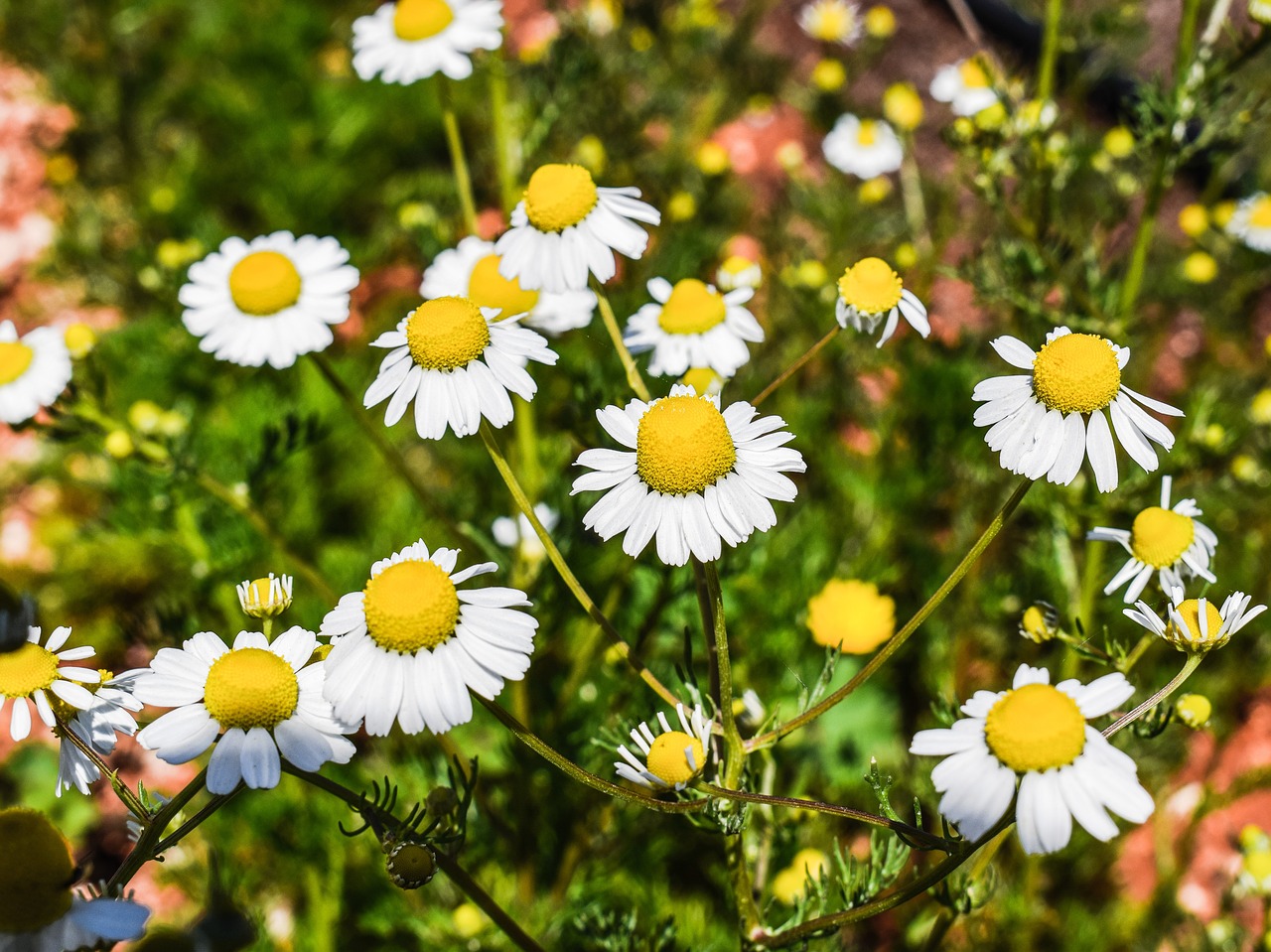 Image - chamomile herb flower organic