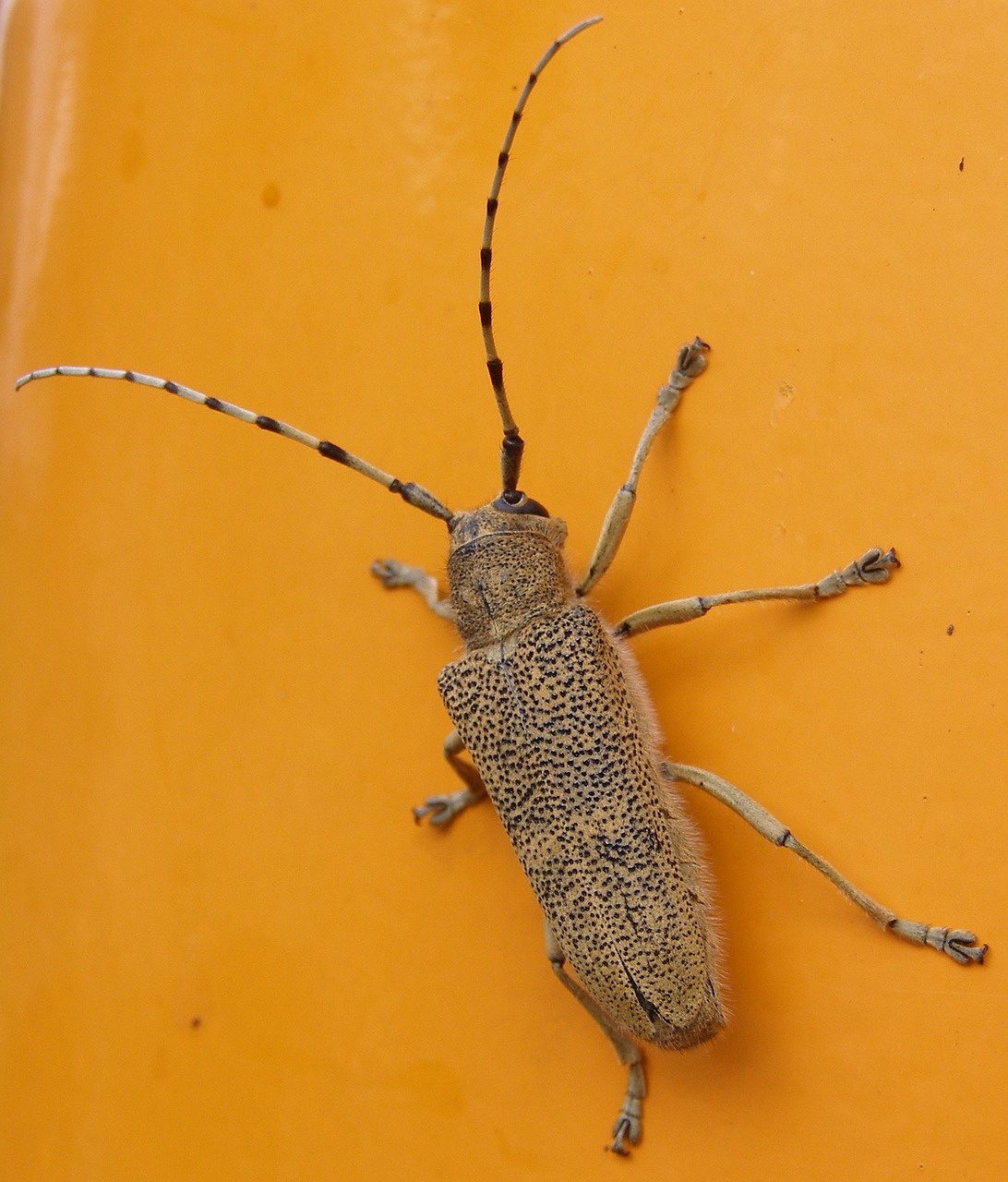 Image - large grazing buck insect beetle