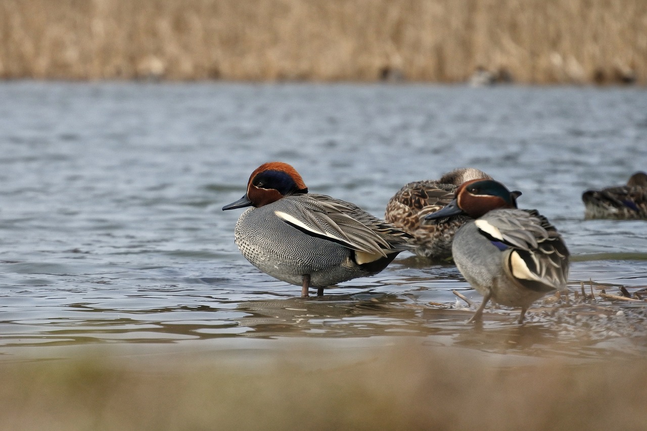 Image - animal duck teal waterfowl