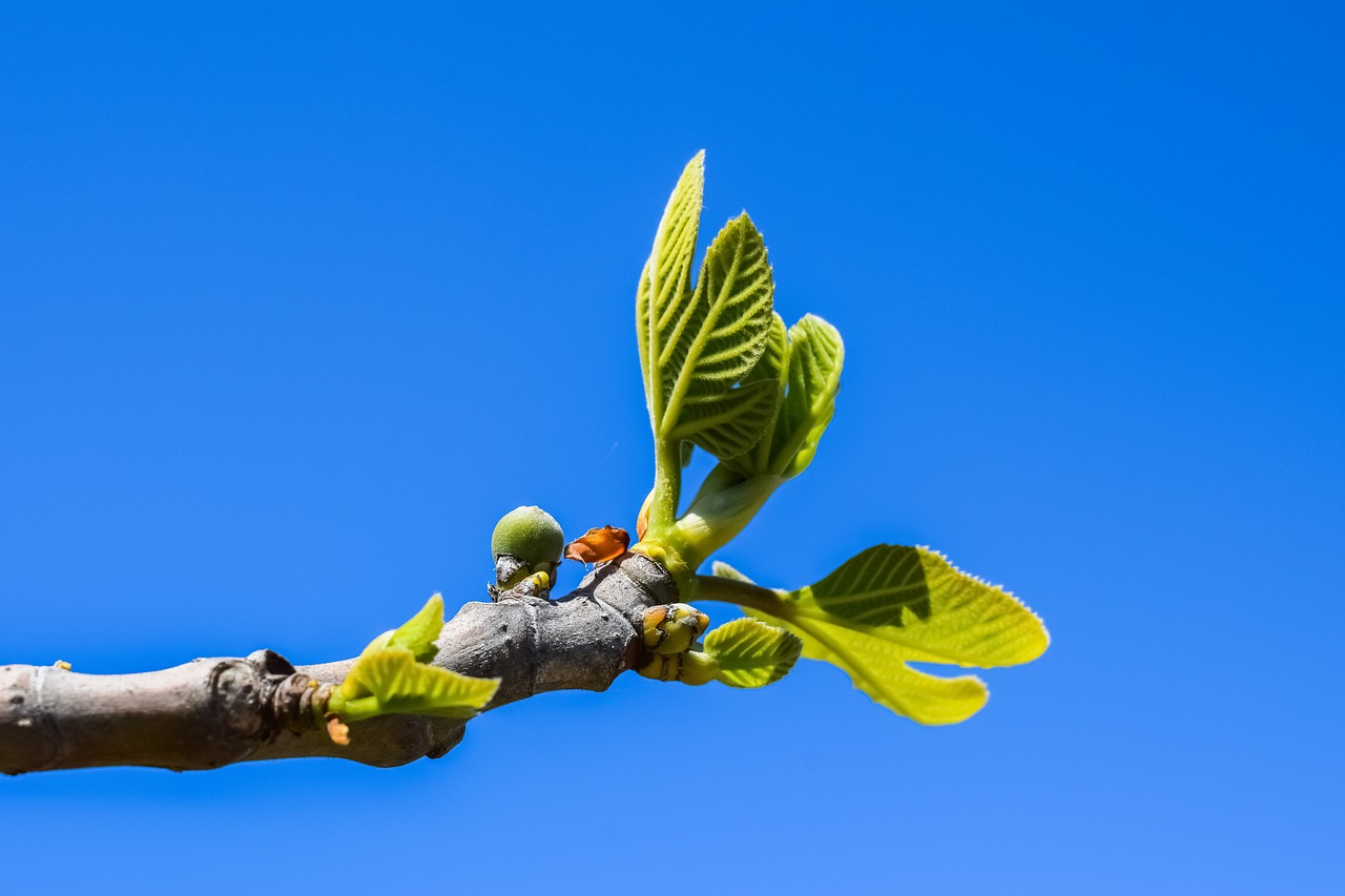 Image - fig tree branch leaf fruit plant