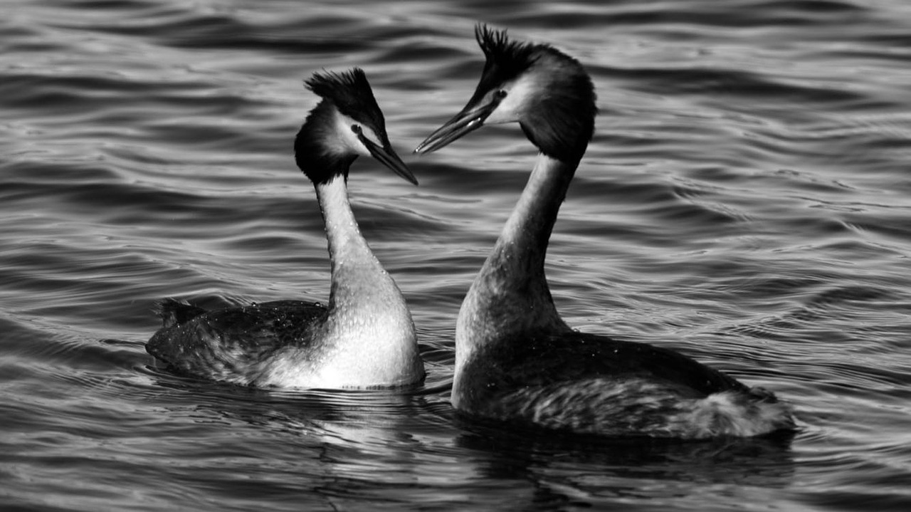 Image - birds reflection nature tranquility