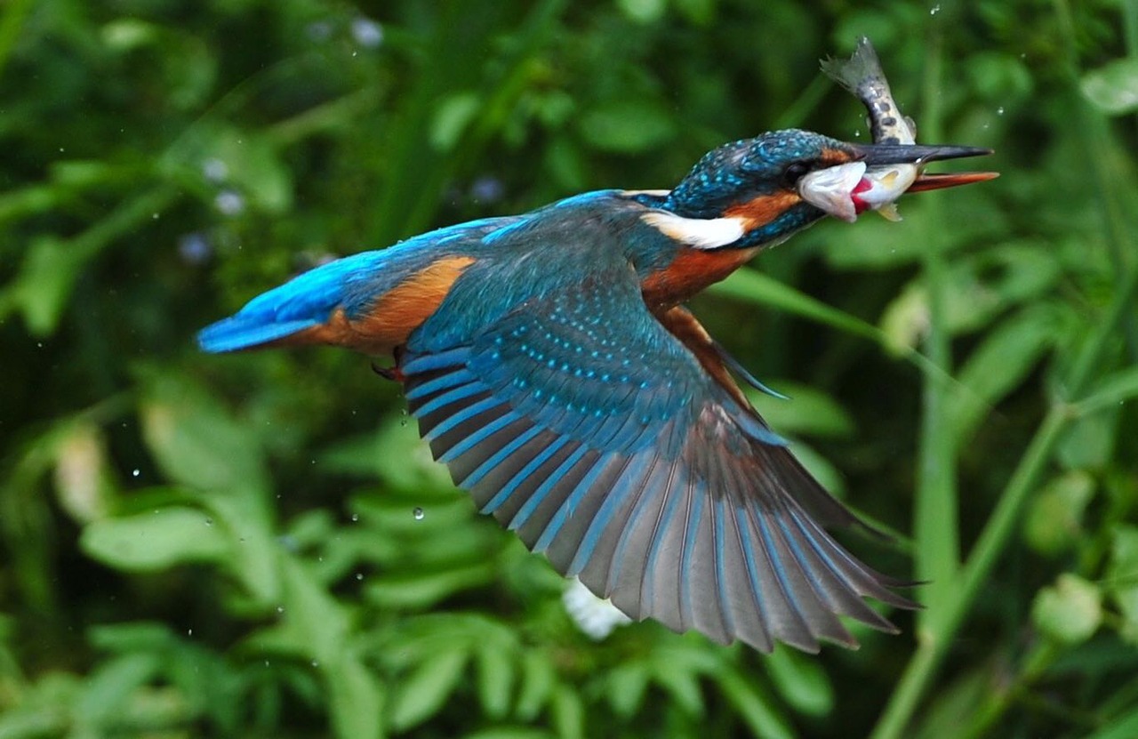 Image - kingfisher bird fishing lake