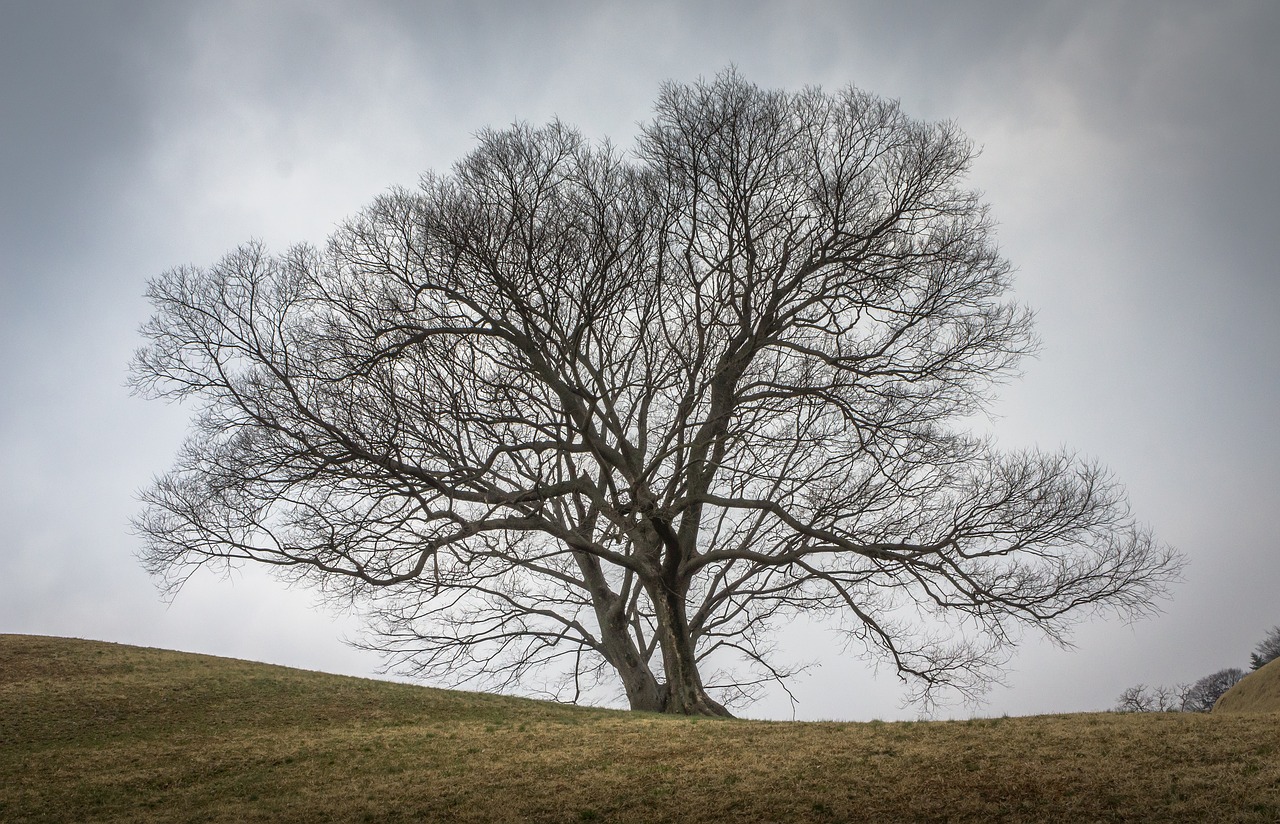 Image - wood twig nature winter plants