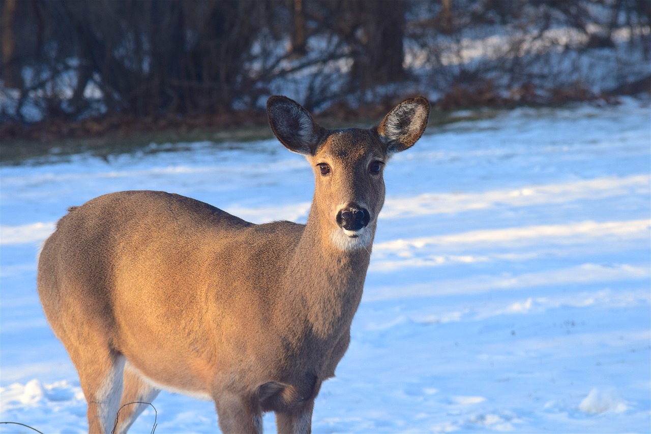 Image - deer sunlight snow nature wildlife