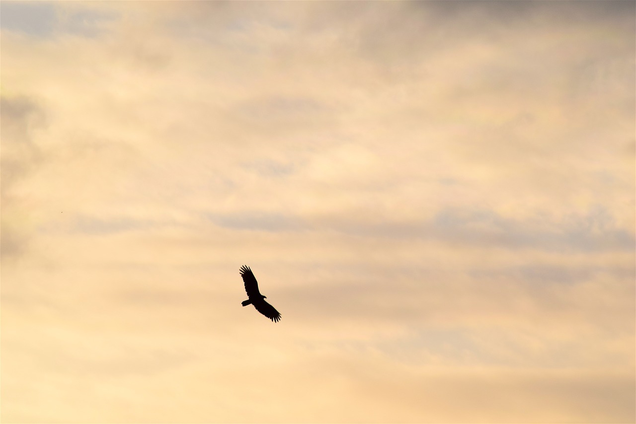 Image - bird silhouette golden sky nature