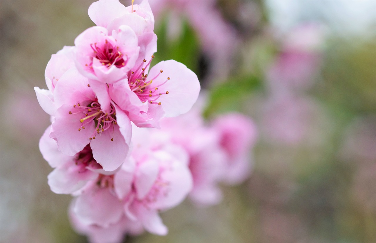 Image - peach blossom spring pink flowers