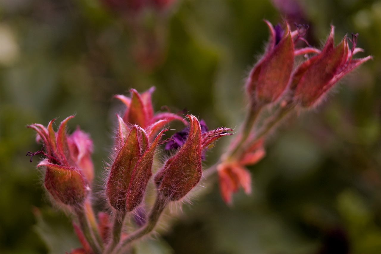 Image - buttons nature spring forest macro