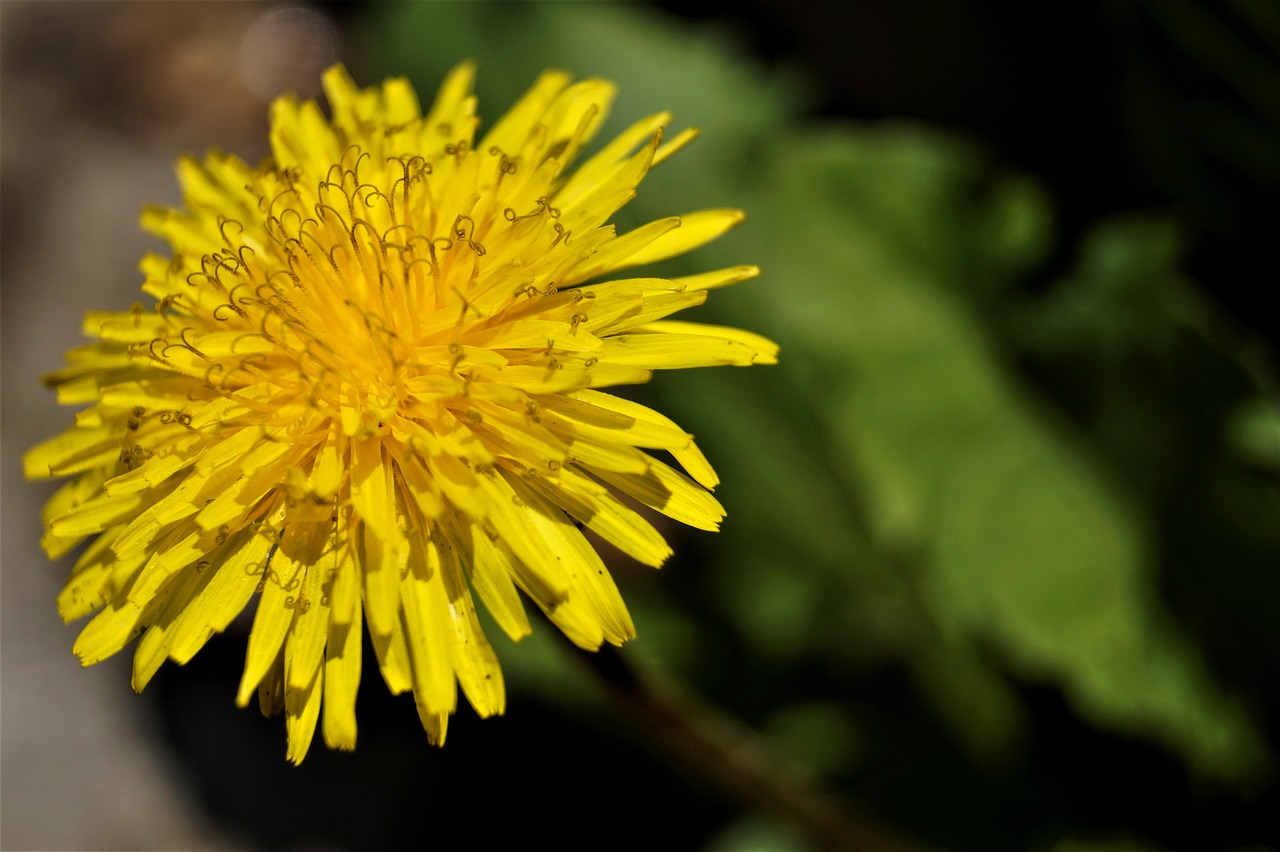 Image - dandelion flower spring nature