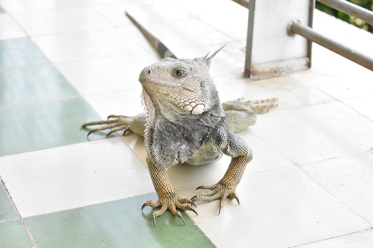 Image - iguana fauna colombia animal