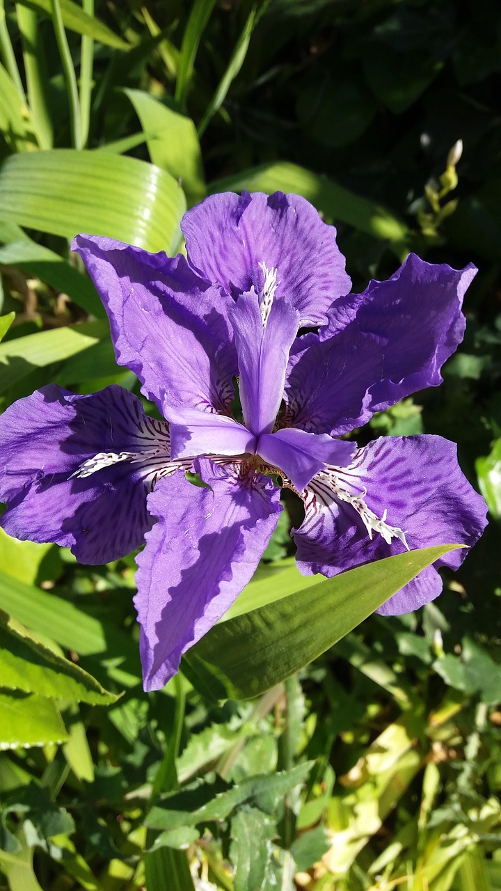 Image - iris summer solid