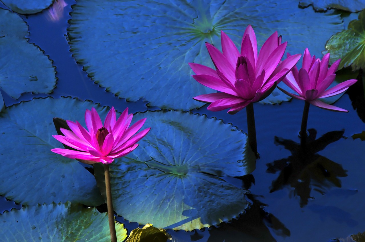 Image - lotus flower water lily plant