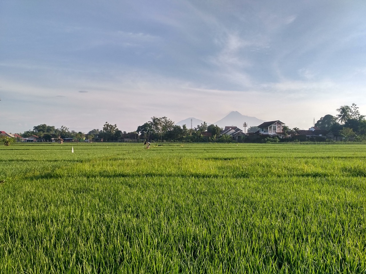 Image - paddy ricefield field jogja